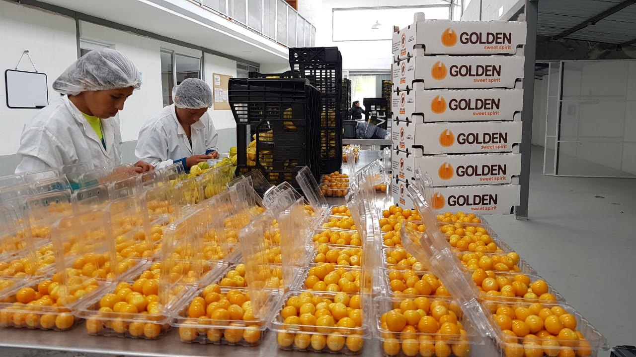 Goldenberry packaging process