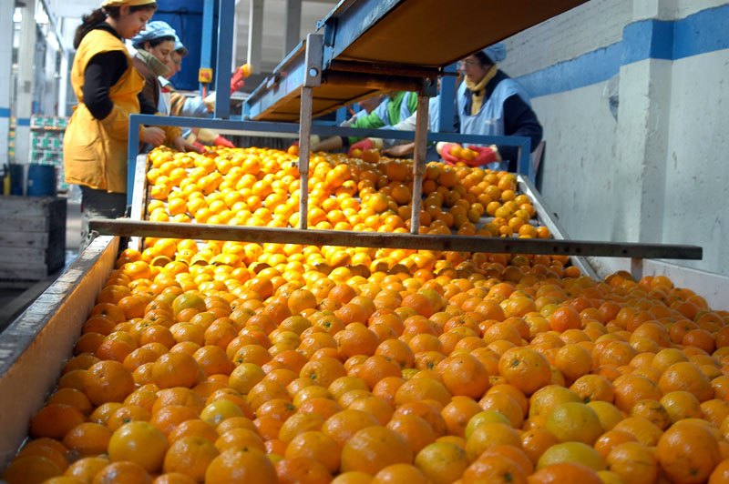 Goldenberry selection process